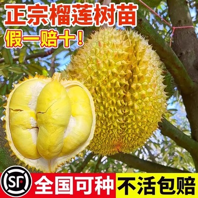 金枕榴莲树果苗当年结果