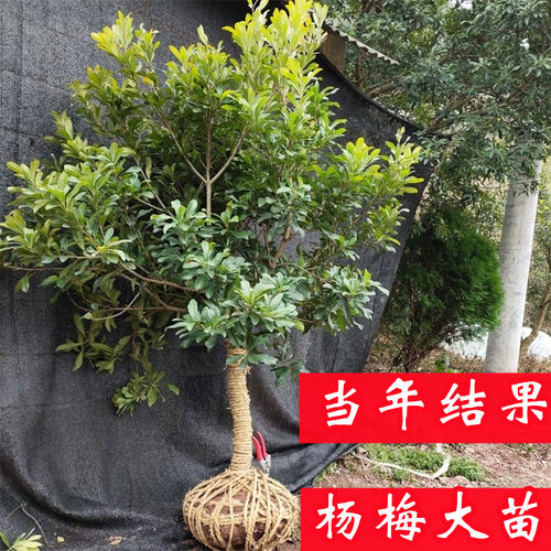 东魁杨梅树树苗特大南方