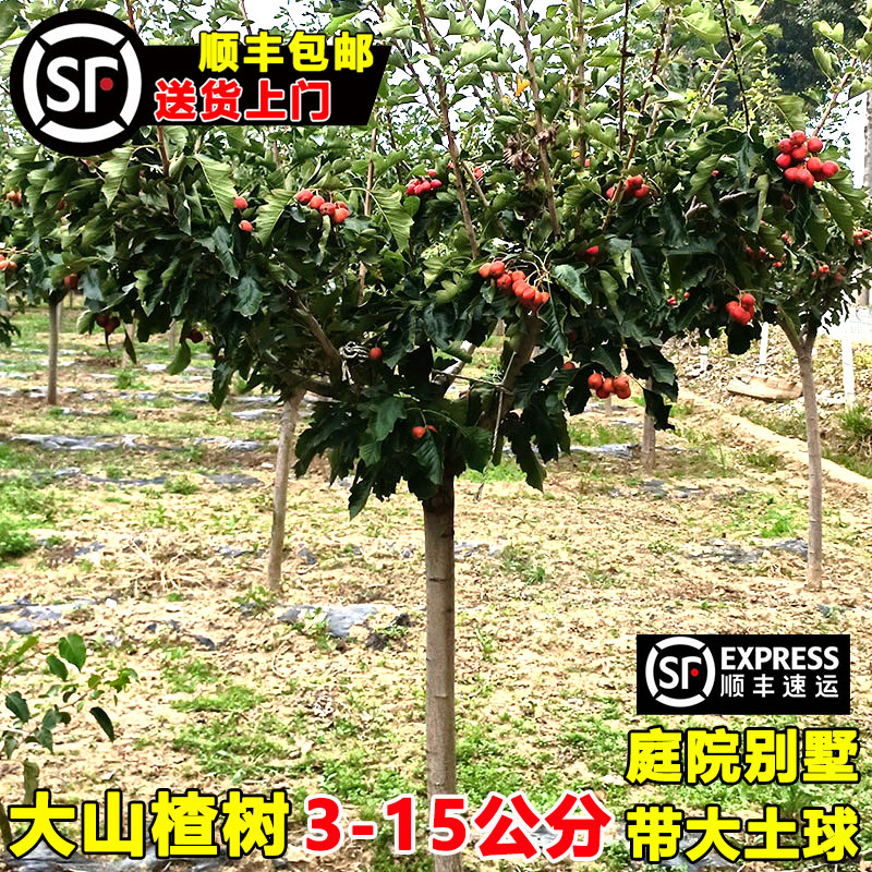 山楂树活苗大五棱甜红子