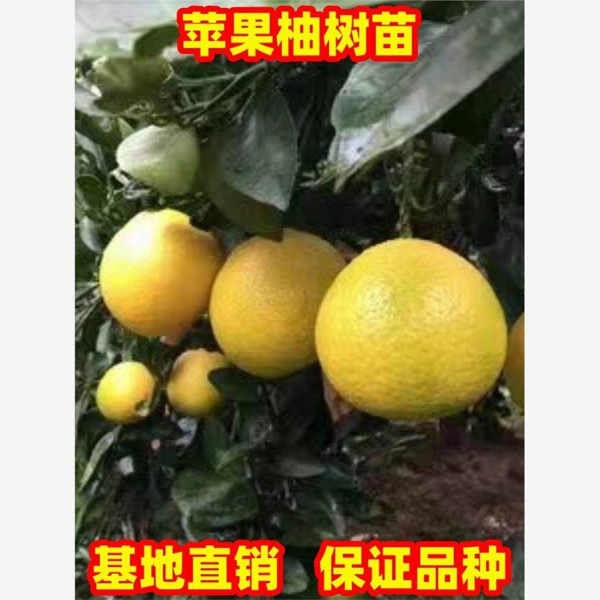 桔柚树苗新品种苹果柚树苗庭院地栽特大苹果柚果树苗盆栽现挖现发