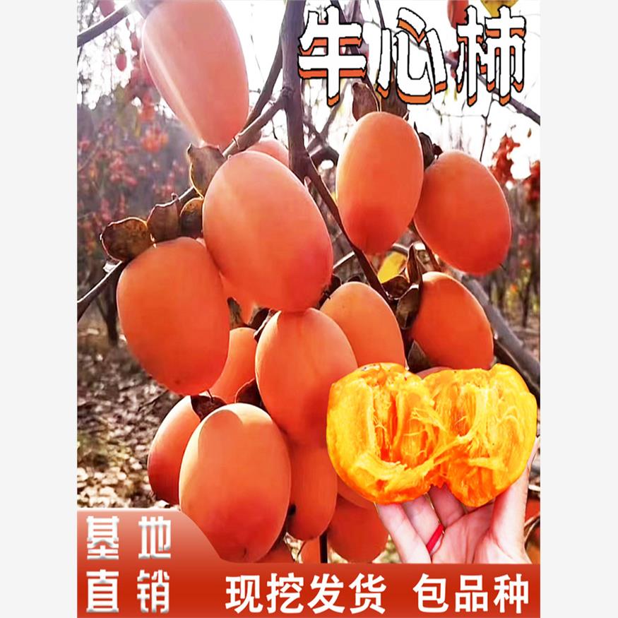 牛心柿子苗树嫁接软奶油