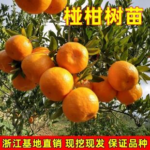 无核大果椪柑树苗带果芦柑嫁接苗南北方庭院盆地栽果树苗现挖现发