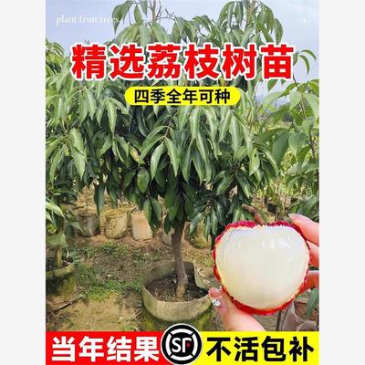 正宗无核荔枝树苖妃子笑