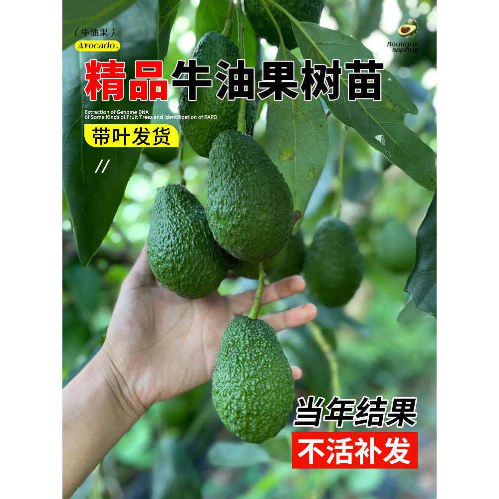 云南牛油果嫁接苗哈斯牛油果树苗庭院阳台盆栽南北方种植名贵果苗