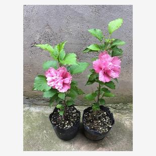 粉红色木槿带花苞重瓣可食用木槿树苗室内外盆栽植物好养四季杯苗