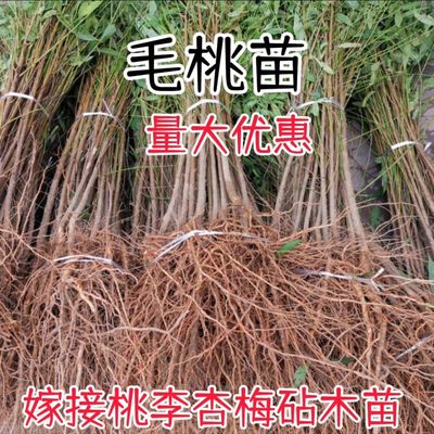 优质毛桃苗实生桃树直砧