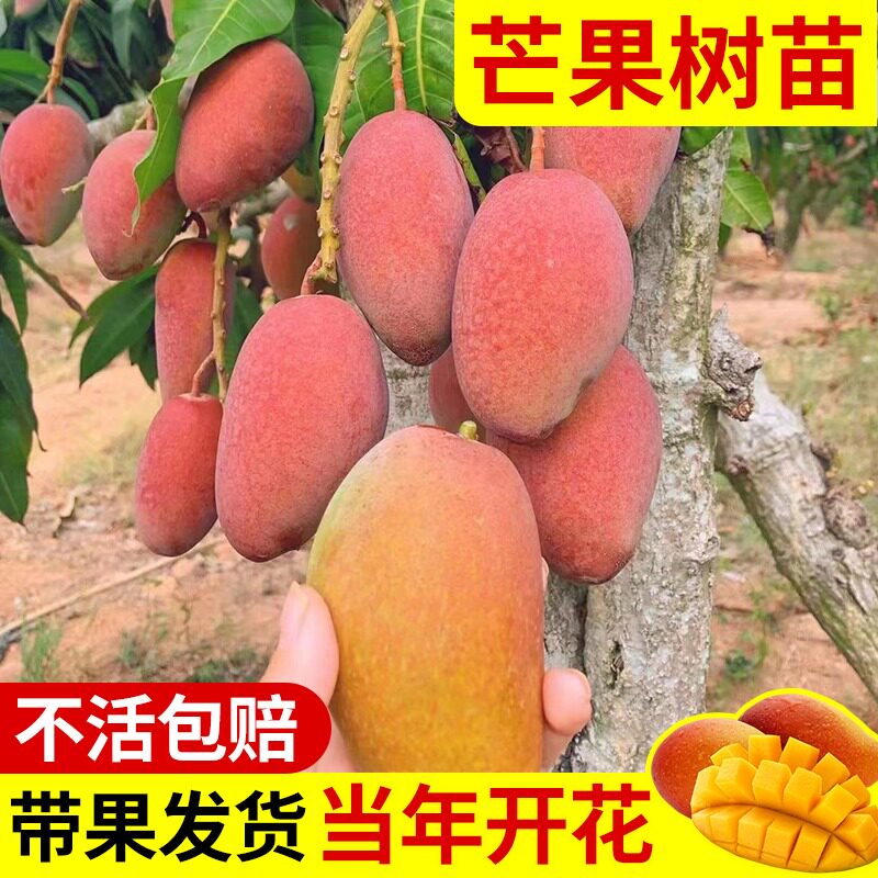 芒果苗树四季贵妃芒凯特嫁接树苗果树果苗南方阳台盆栽地栽好养活