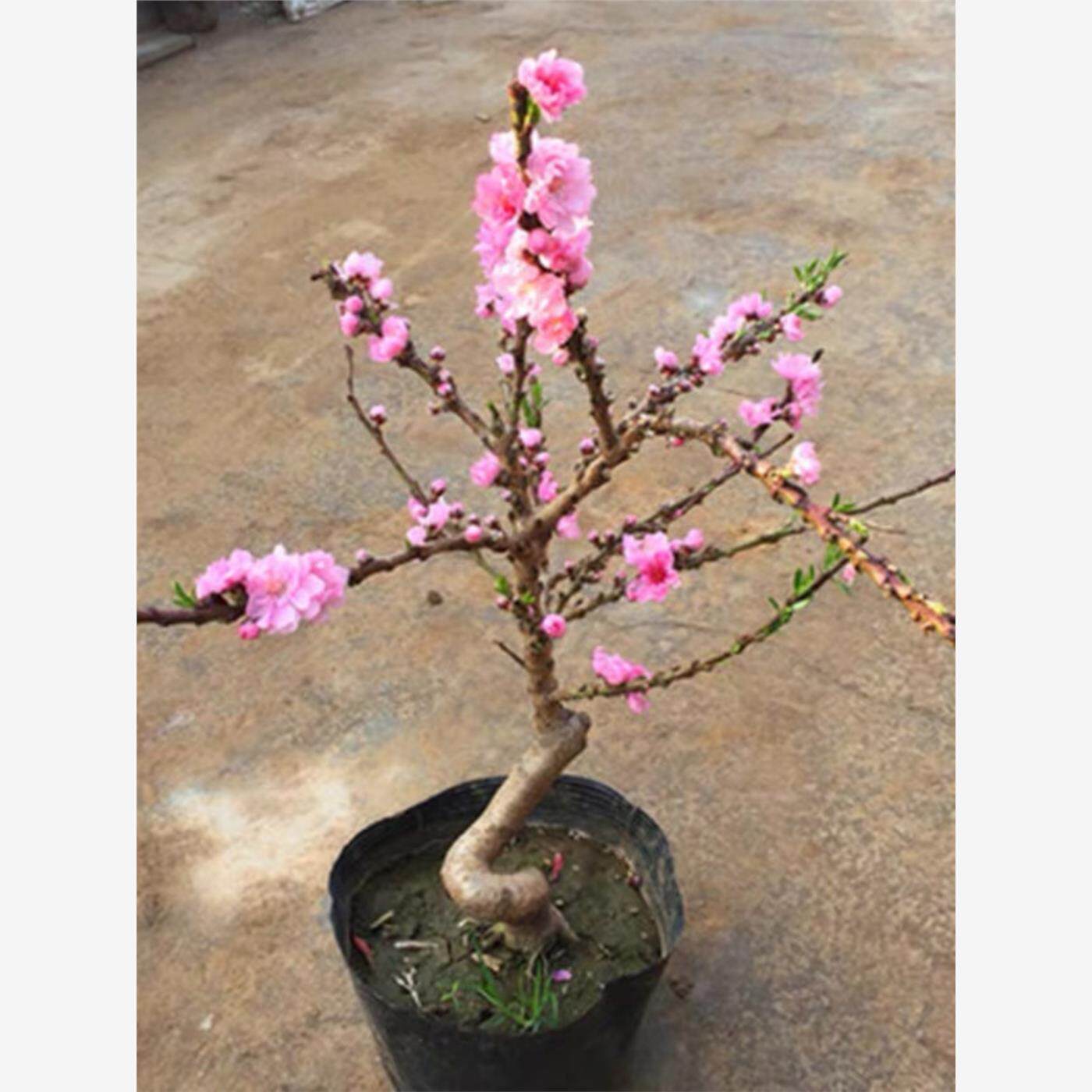 矮化寿桃花树苗盆栽食用庭院阳台植物寿星桃树苗耐寒耐热观赏花卉