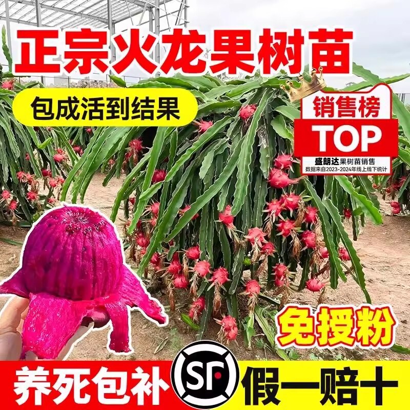 红心火龙果嫁接果苗盆栽南北方四季种植水果树苗阳台庭院当年结果