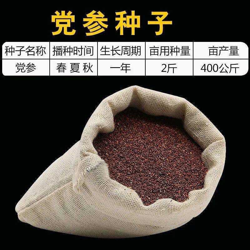 新鲜党参种籽种植中药材种子甘肃正宗西洋参苗种特级丹参党参当归