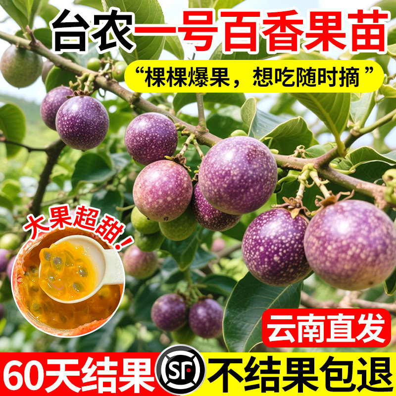 台农一号百香果苗钦蜜9号图片
