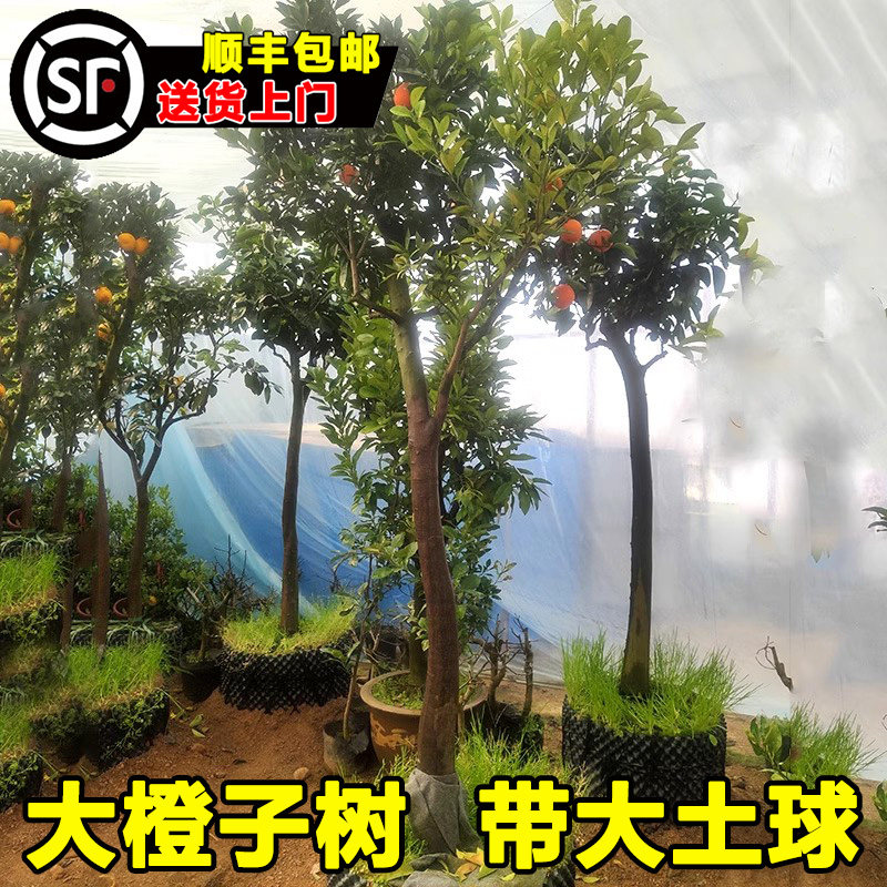 脐橙树果苗带果带土砂糖橘树柚子特大金桔橙子树四季高杆庭院果树
