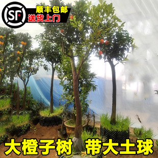 脐橙树果苗带果带土砂糖橘树柚子特大金桔橙子树四季高杆庭院果树