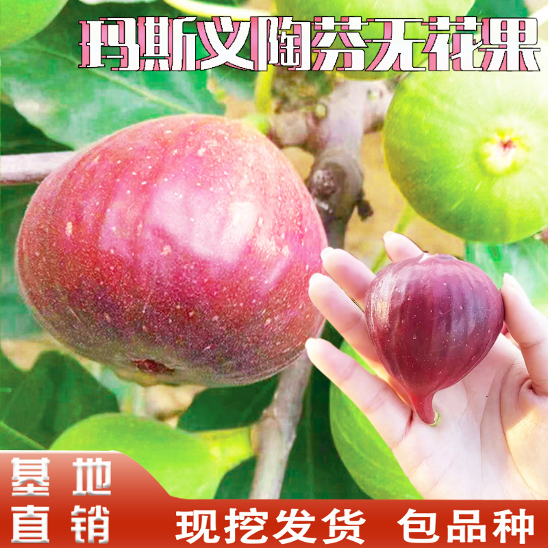 玛斯义陶芬无花果苗南北方地栽盆栽庭院阳台种植特大无花果树果苗