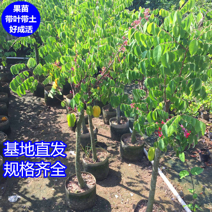 杨桃果树苗当年结果嫁接果苗四季台湾甜杨桃苗盆栽阳台庭院种植