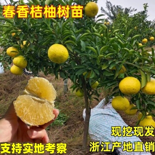正宗嫁接春香桔柚果树苗黄金贡柚象山青桔苗盆地栽南方种植包成活