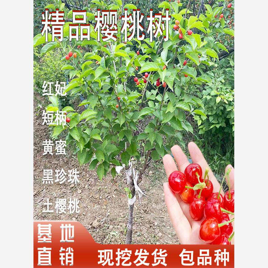 樱桃树大樱桃苗南方红妃樱桃苗老品种土樱桃黑珍珠南北方地栽盆栽