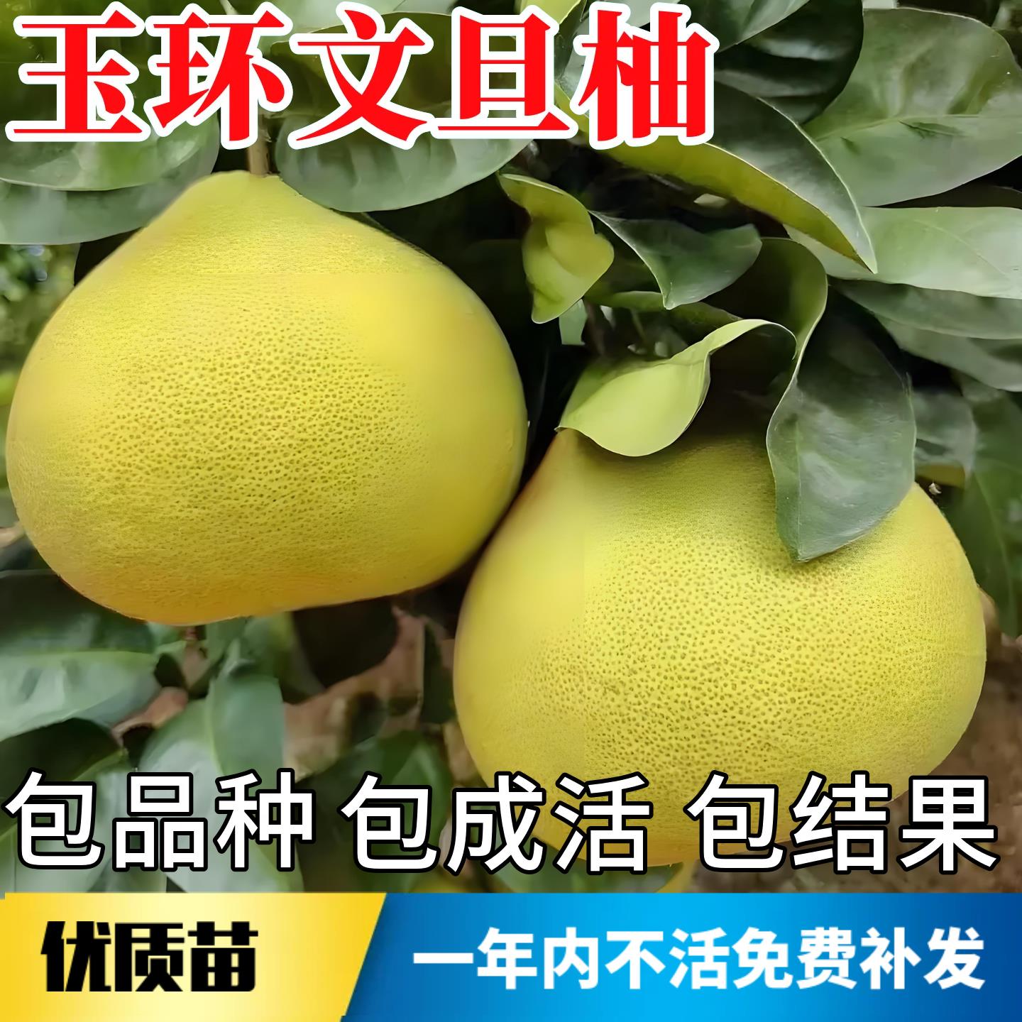 玉环文旦树苗南北方庭院耐寒观赏特大号柚子树苗盆栽嫁接当年结果图片