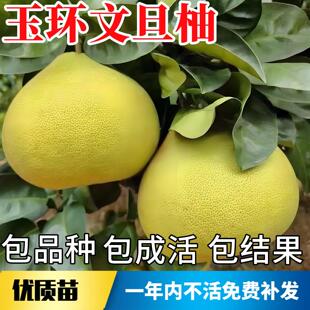 玉环文旦树苗南北方庭院耐寒观赏特大号柚子树苗盆栽嫁接当年结果