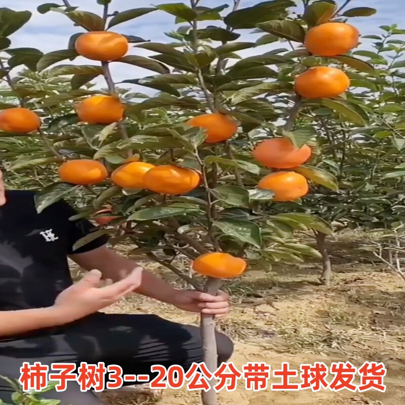 柿子苗特大果树果苗南北方庭院种植火晶无核脆甜富平柿子树苗带土
