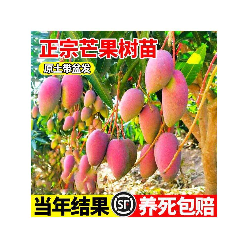 芒果树苗嫁接苗南方北方种植大果金煌芒澳芒当年结果四季芒果苗