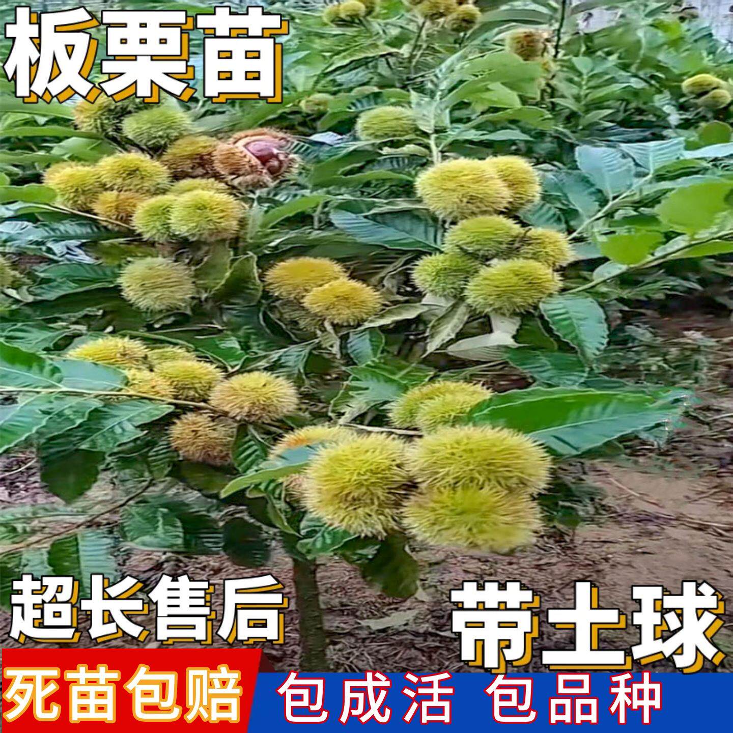 板栗树苗正宗嫁接迁西锥栗大红袍南北方特大庭院种植带土当年结果