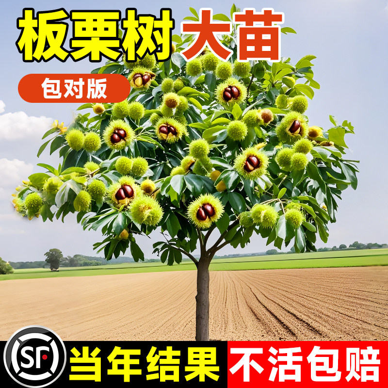 板栗苗树嫁接大红袍地栽特大果树果苗栗子南北方种植庭院当年结果