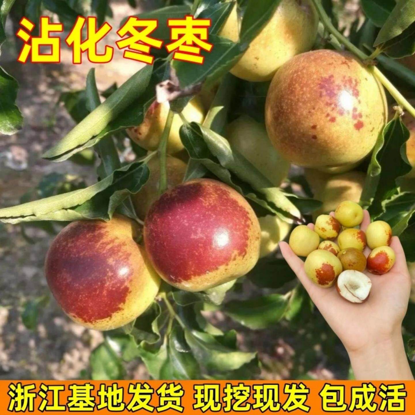 枣树苗沾化冬枣果树苗南北方地栽果树活苗盆栽嫁接枣子树现挖现发