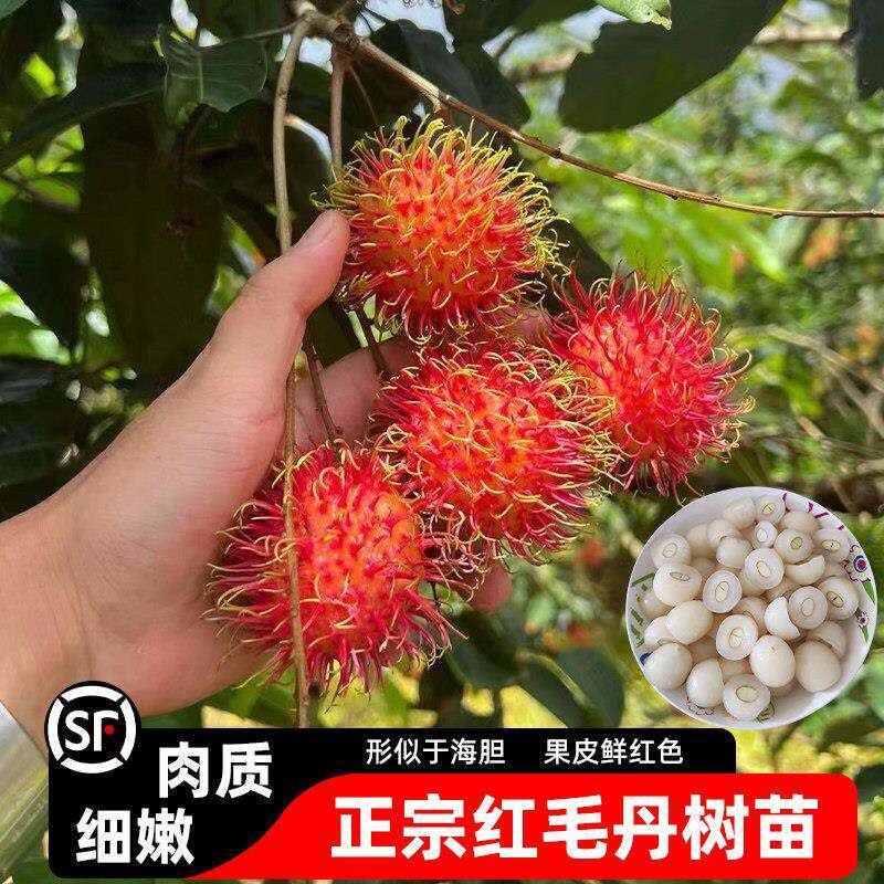正宗广西红毛丹树苗嫁接苗毛荔枝树苗水果树苗南北方种植当年结果