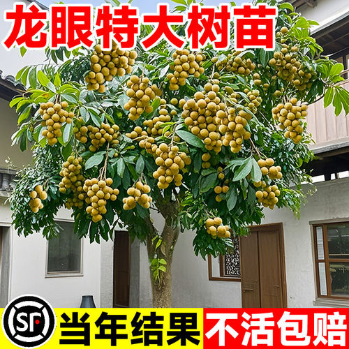 特大号龙眼树苗嫁接盆栽水果树苗储良桂圆石硖南方四季种植地栽苗