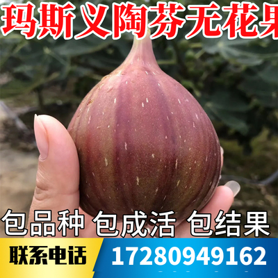 玛斯义陶芬无花果苗树南北方耐寒特大果阳台盆栽嫁接矮化当年结果