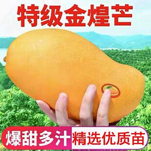芒果苗树果苗大金煌芒果树果树青芒果嫁接苗盆栽南方种植