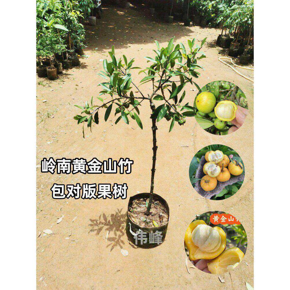 正宗岭南山竹黄金山竹嫁接苗本地山竹子黄芽果老蒙木南北方果树苗