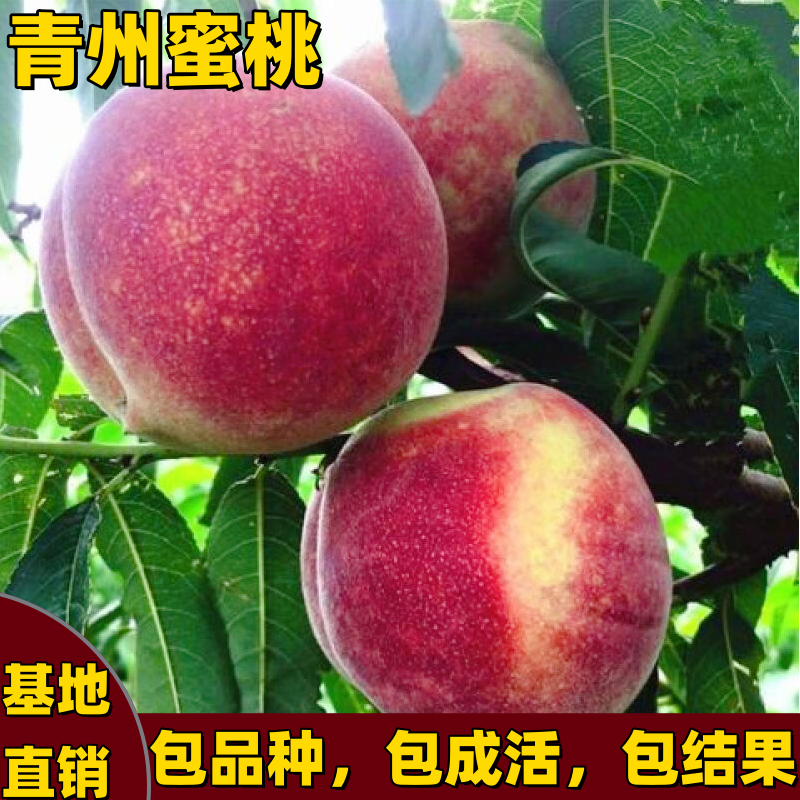 青州蜜桃树苗南北方种植嫁接脆甜红肉桃树苗晚熟庭院盆栽当年结果