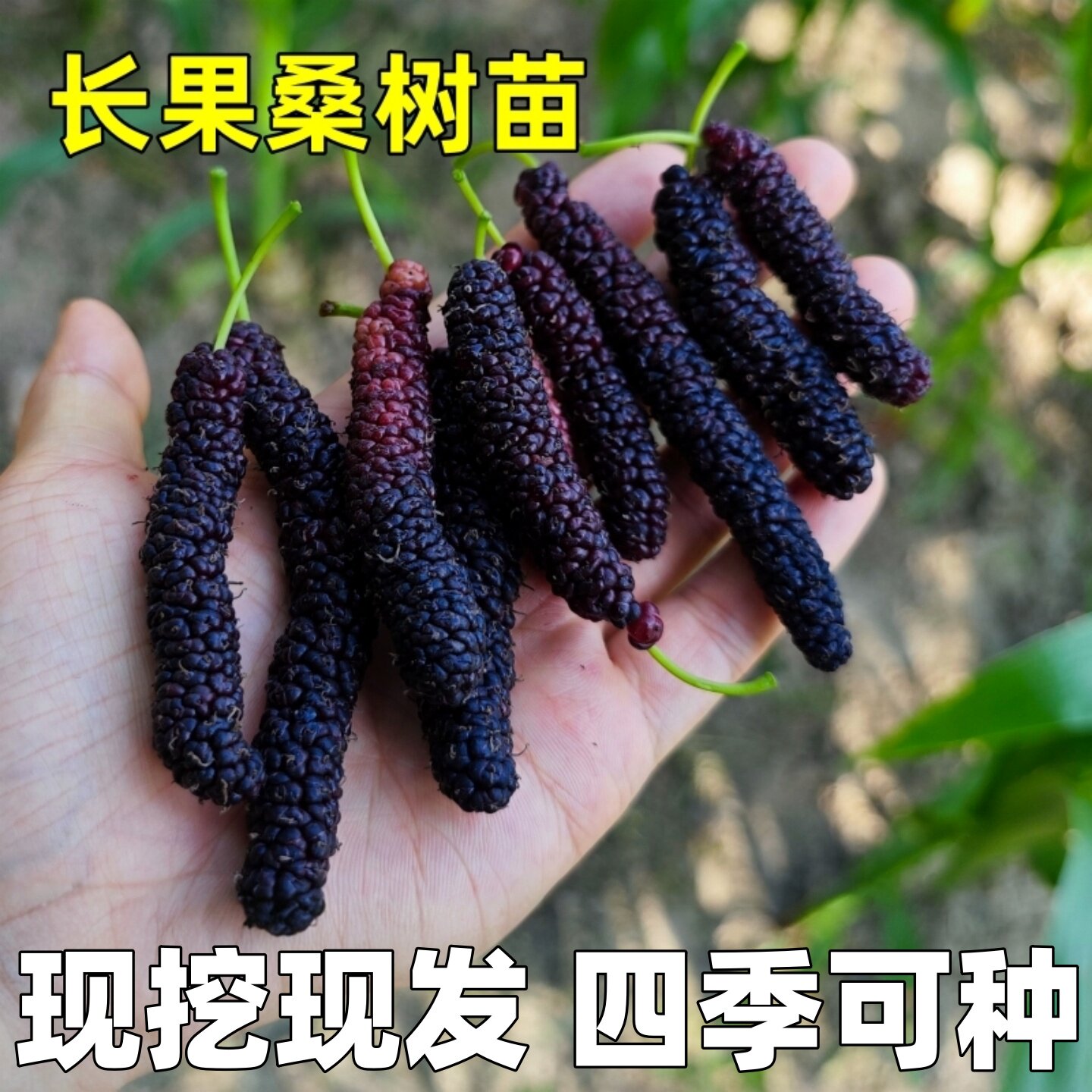 桑树苗台湾长果桑葚树苗嫁接桑葚树苗南北方庭院地栽阳台盆栽种植