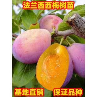 法兰西西梅树苗庭院地栽西梅树果苗西梅皇后树苗南方北方庭院种植
