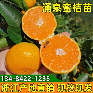 蜜橘树苗涌泉蜜桔树苗正宗临海无核蜜桔苗嫁接橘子苗早熟柑桔树苗