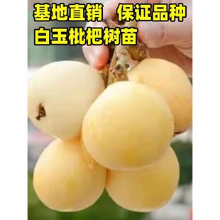 白玉枇杷树苗嫁接特大早熟宁海白沙琵琶果树苗盆栽地栽南北方种植