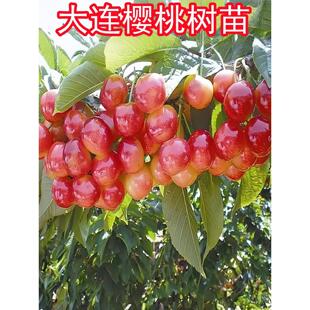大连樱桃树苗嫁接大连樱桃树苗南北方种植庭院阳台盆栽地栽樱桃苗