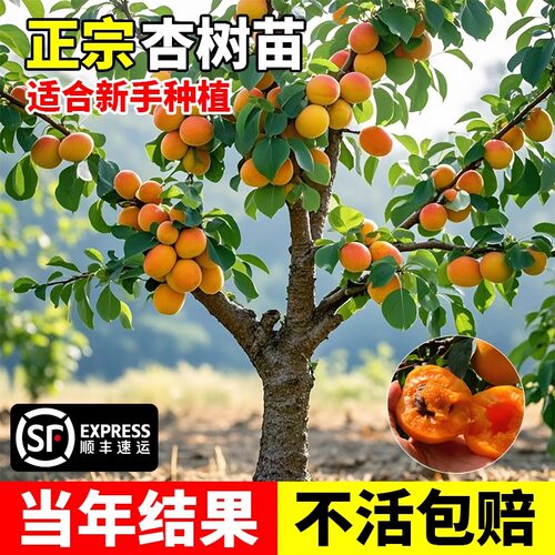 正宗杏树果苗特大杏嫁接苗南方北方盆栽地栽庭院四季种植果树果苗