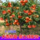 杏树果苗特大庭院果树果苗南北方种植盆栽地载当年结果甜杏子树苗