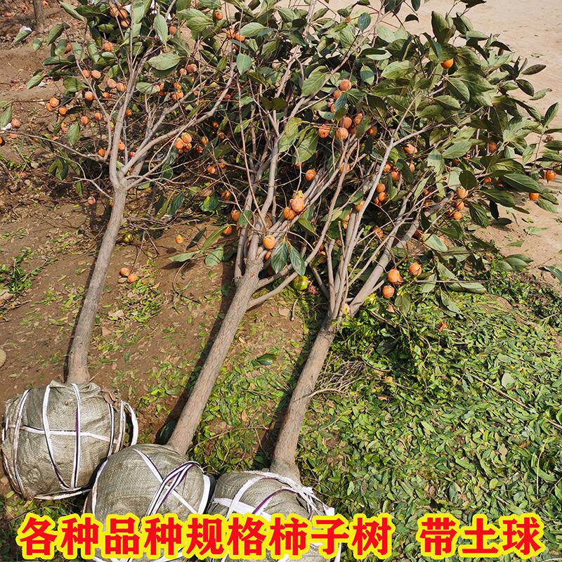 柿子苗树脆甜柿火晶红灯笼软柿庭院果树南北方种植特大柿子树果苗