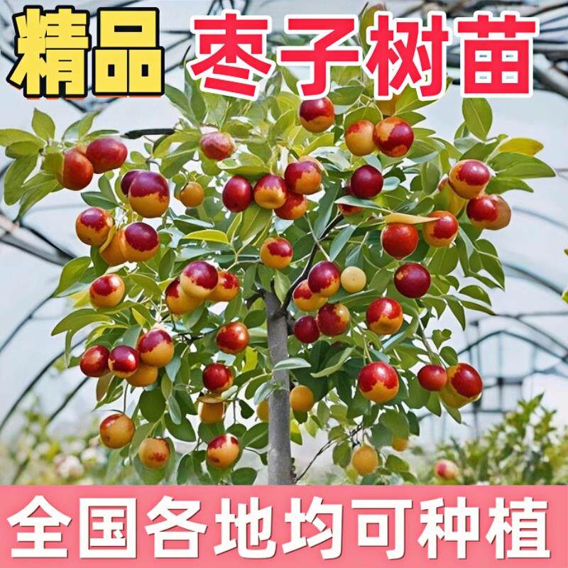枣子树苗南方北方特大果脆甜冬枣树苗大枣矮化嫁接冰糖心当年结果