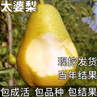 太婆梨树果苗南北方庭院耐寒特大号梨子盆栽嫁接矮化活苗当年结果