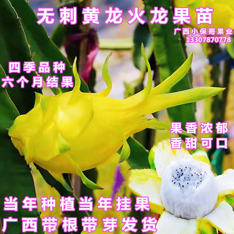 无刺黄龙火龙果苗嫁接特大黄皮白