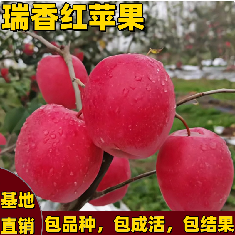 新品瑞香红苹果树苗南北方庭院地栽盆栽脆甜嫁接果树晚熟当年结果图片