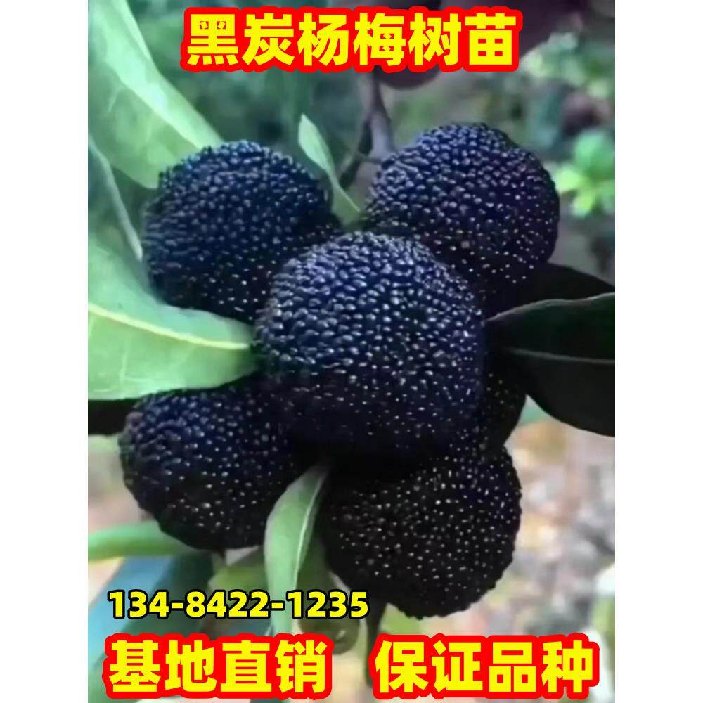 杨梅苗嫁接黑炭杨梅树苗南北方庭院种植特大杨梅树树苗正宗乌梅苗