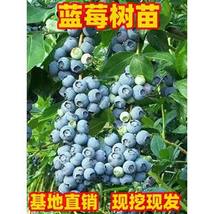 蓝莓果苗阳台盆栽庭院地栽蓝莓树苗南北方种植耐寒蓝莓树苗