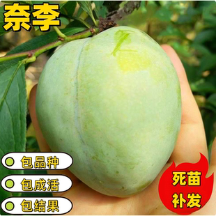 奈李子树苗南北方庭院地栽盆栽嫁接果树苗脱骨早熟特大果当年结果