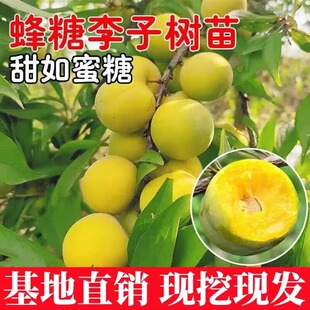 正宗贵州蜂糖李子树苗脱骨早熟三月李果苗嫁接三华李子树苗带土